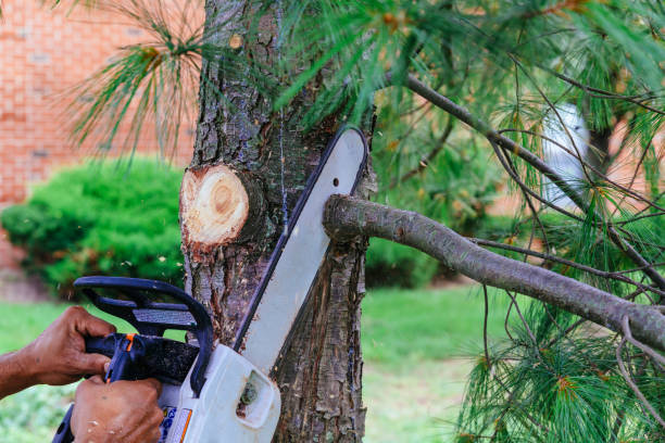 Best Tree Removal Services  in Vermilion, OH